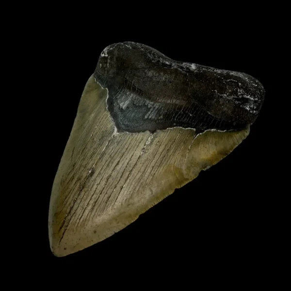 4.84" Megalodon Tooth Fossil - Image 3