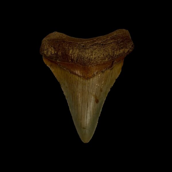 Fossil Chubutensis Tooth 2.50"