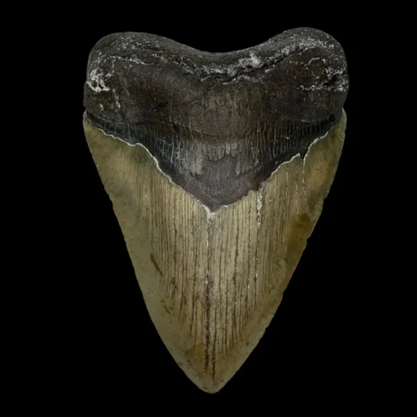 4.84" Megalodon Tooth Fossil