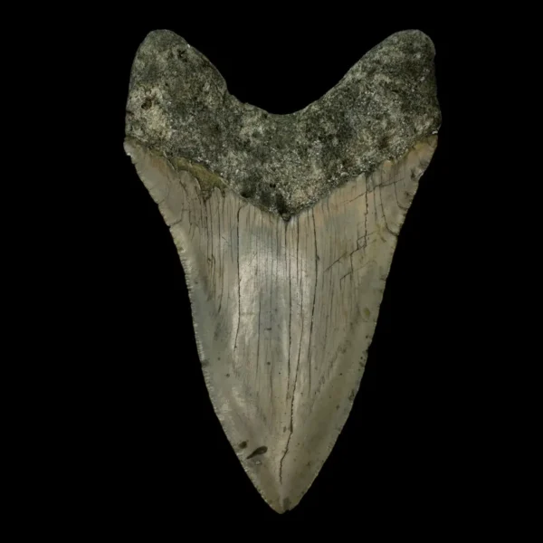 4.76" Megalodon Tooth Fossil - Image 2