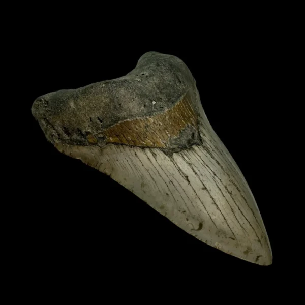 4.76" Megalodon Tooth Fossil - Image 4