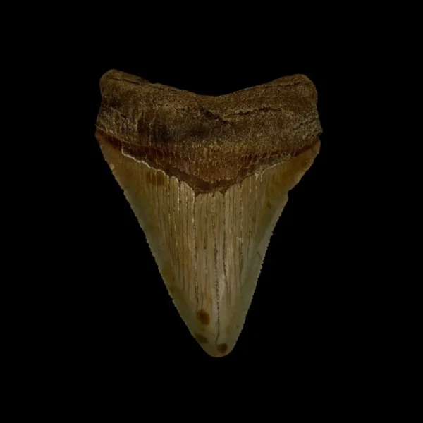 Fossil Chubutensis Tooth 2.75"