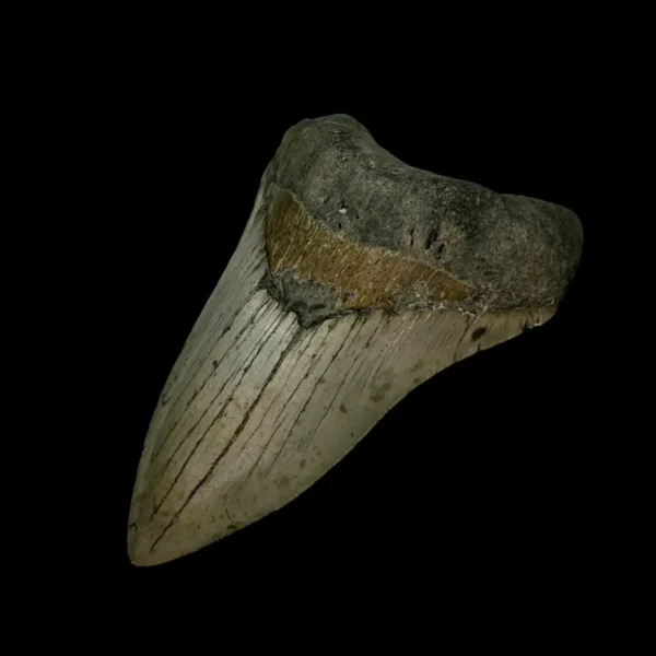 4.76" Megalodon Tooth Fossil - Image 3