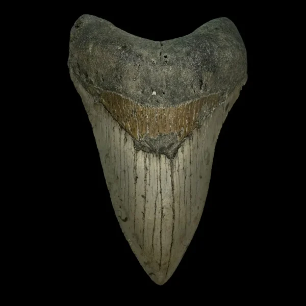 4.76" Megalodon Tooth Fossil