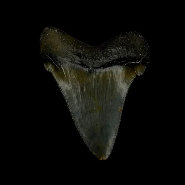 Fossil Chubutensis Tooth 2.51" - Image 2