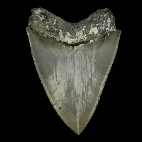 4.79" Serrated Megalodon Tooth Fossil - Image 2