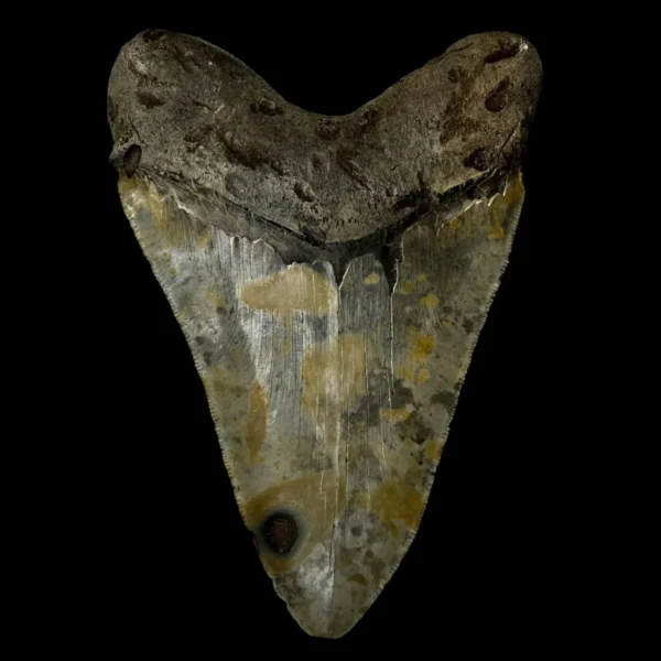 6.20" Megalodon Tooth Fossil - Image 2