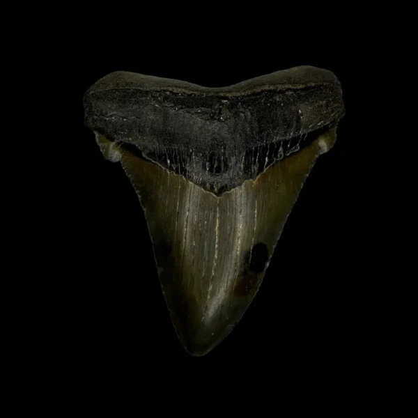 Fossil Chubutensis Tooth 2.51"