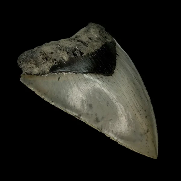 4.79" Serrated Megalodon Tooth Fossil - Image 4