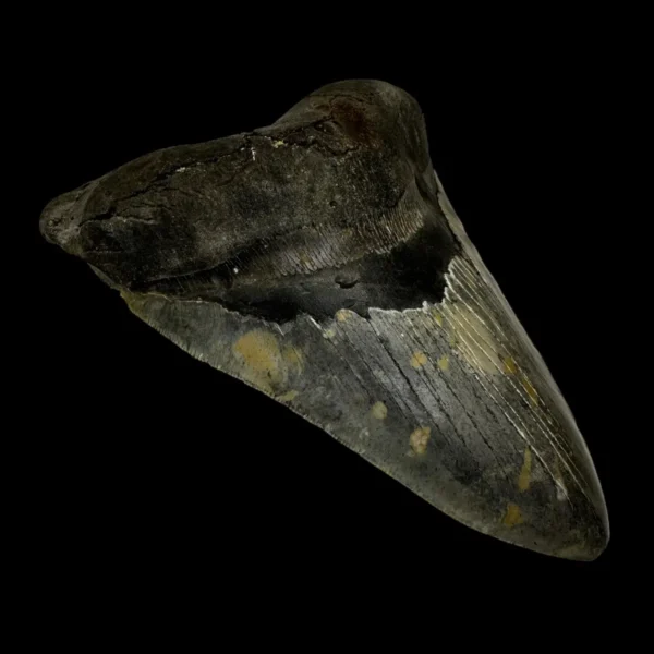 6.20" Megalodon Tooth Fossil - Image 4