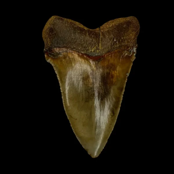 Fossil Chubutensis Tooth 3.33" - Image 2