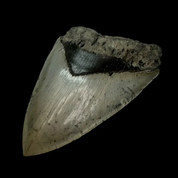 4.79" Serrated Megalodon Tooth Fossil - Image 3