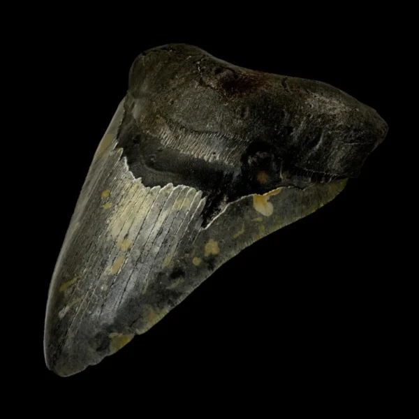 6.20" Megalodon Tooth Fossil - Image 3
