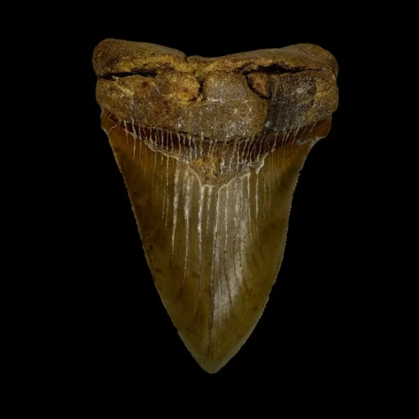 Fossil Chubutensis Tooth 3.33"