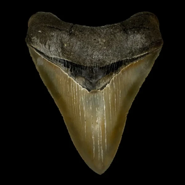 4.36" Serrated Megalodon Tooth Fossil