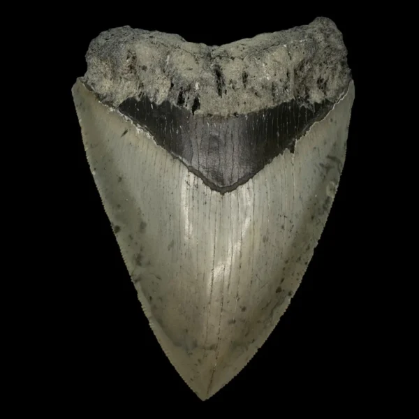 4.79" Serrated Megalodon Tooth Fossil