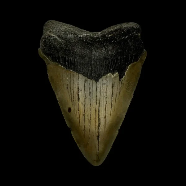 Fossil Chubutensis Tooth 3.34"