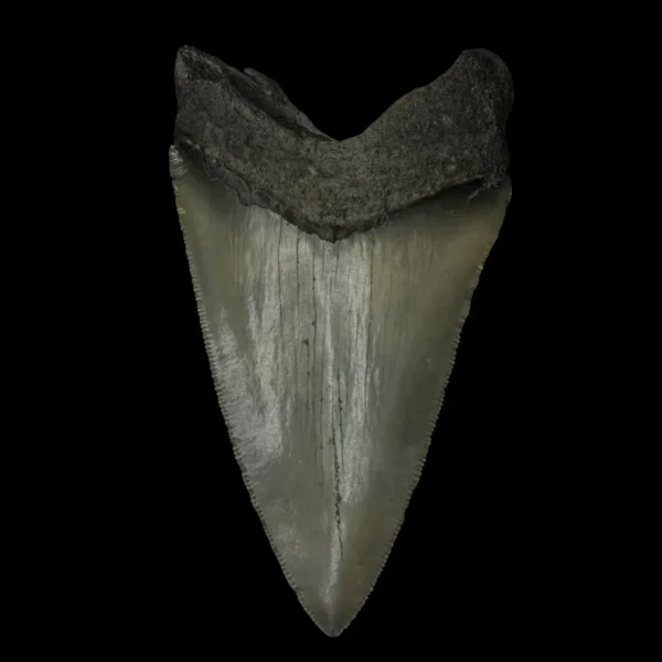 4.52" Megalodon Tooth Fossil - Image 2