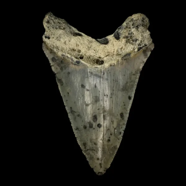 4.43" Megalodon Tooth Fossil - Image 2