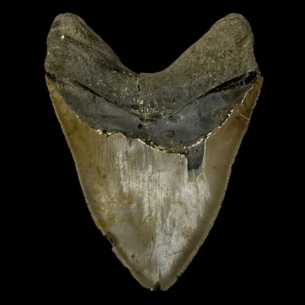 6.05" Megalodon Tooth Fossil - Image 2