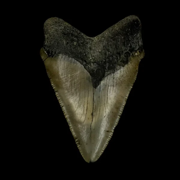 Fossil Chubutensis Tooth 3.34" - Image 2