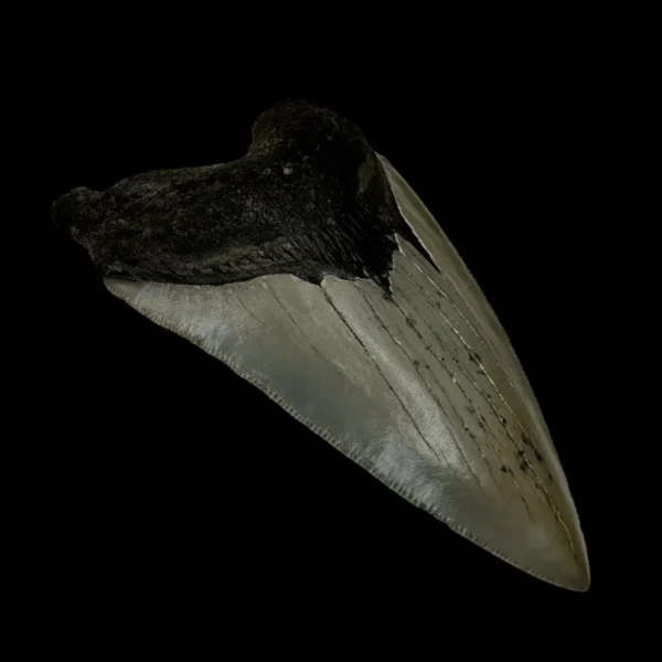 4.52" Megalodon Tooth Fossil - Image 4