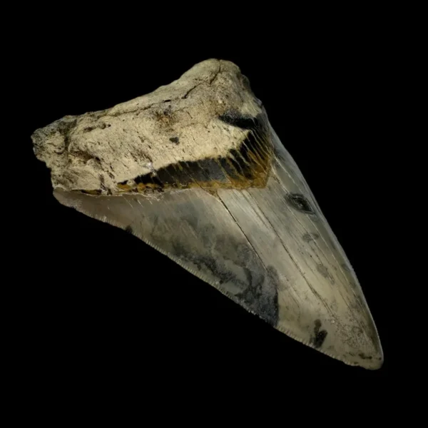 4.43" Megalodon Tooth Fossil - Image 4