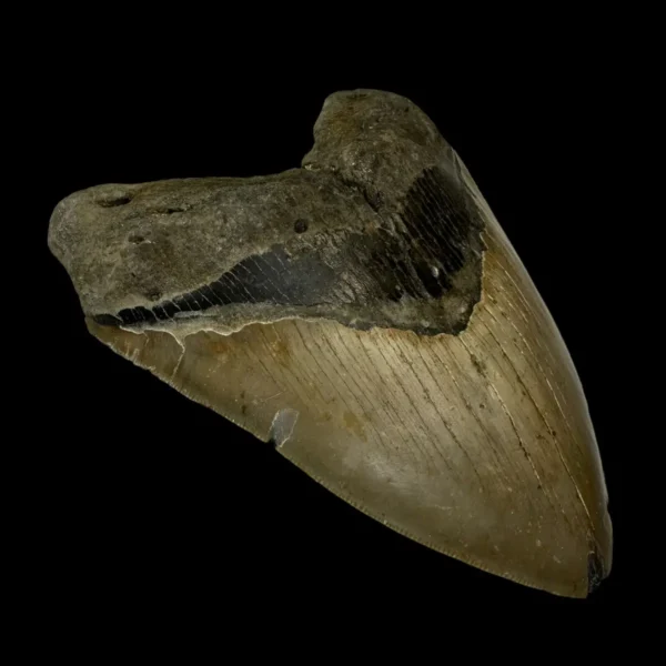 6.05" Megalodon Tooth Fossil - Image 4