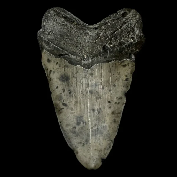 5.98" Megalodon Tooth Fossil - Image 2