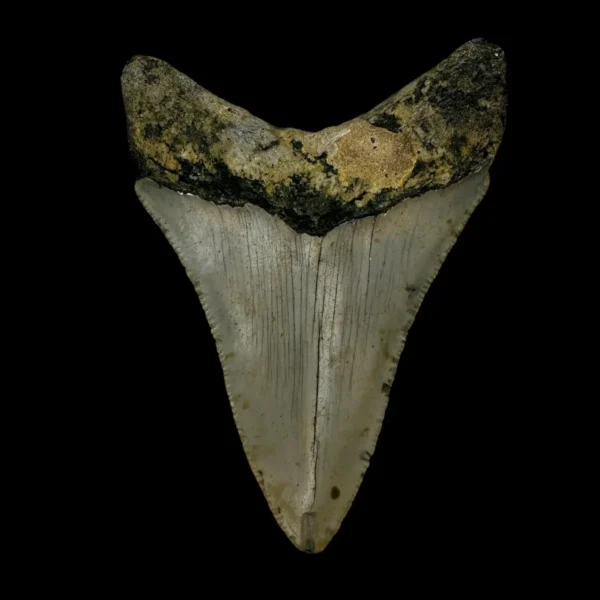 3.35" Megalodon Tooth Fossil - Image 2