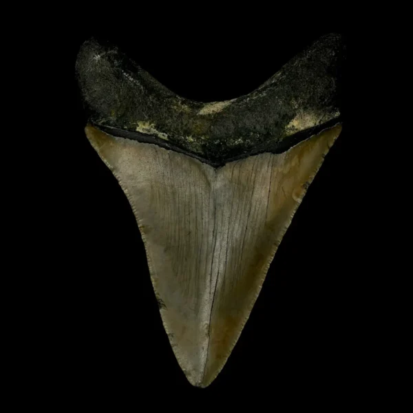 3.63" Megalodon Tooth Fossil - Image 2