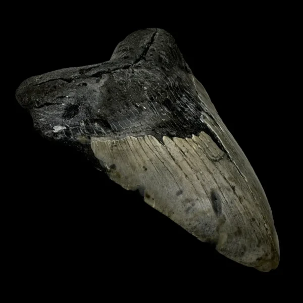 5.98" Megalodon Tooth Fossil - Image 4