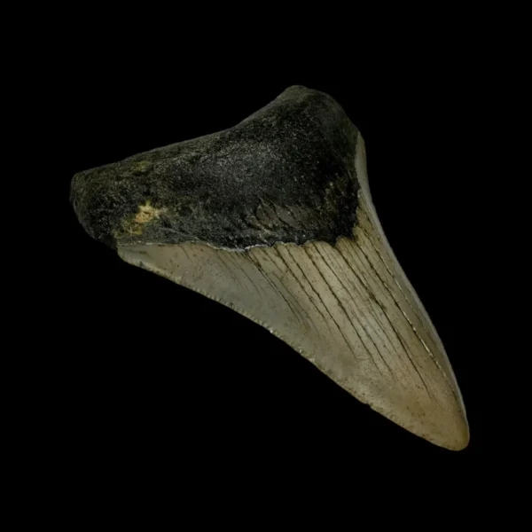 3.35" Megalodon Tooth Fossil - Image 4