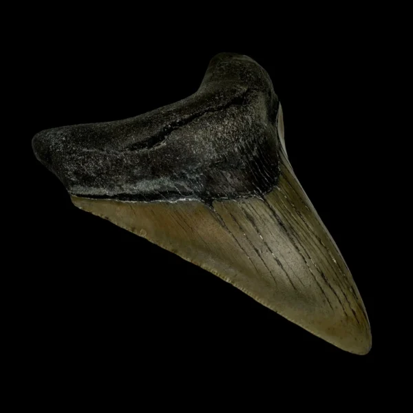 3.63" Megalodon Tooth Fossil - Image 4