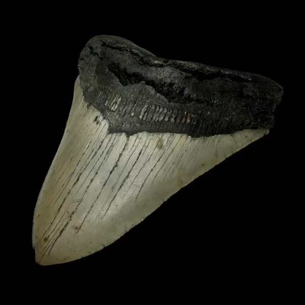 5.43" Megalodon Tooth Fossil - Image 3