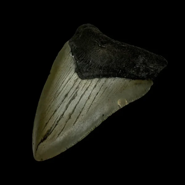 3.79" Megalodon Tooth Fossil - Image 3