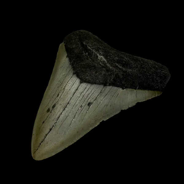 3.82" Megalodon Tooth Fossil - Image 3