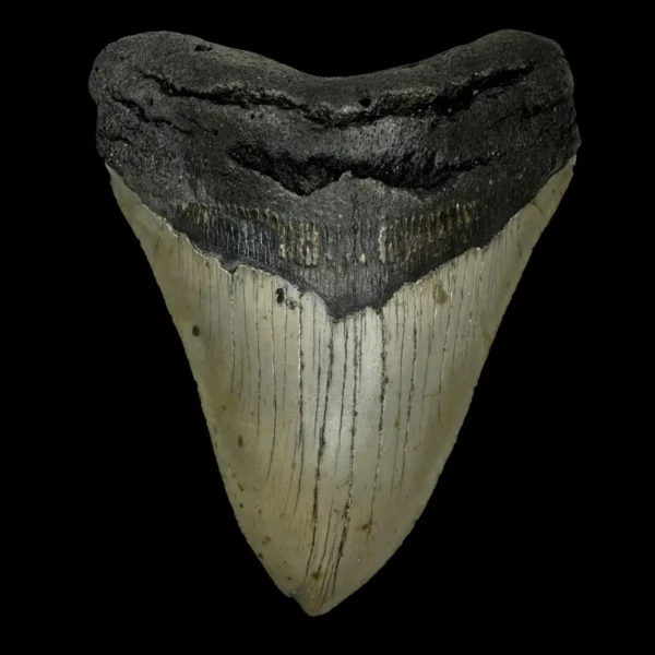 5.43" Megalodon Tooth Fossil