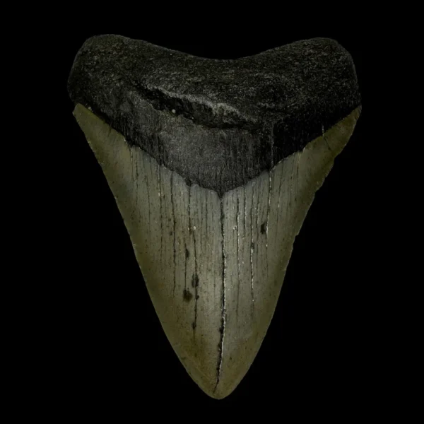 3.82" Megalodon Tooth Fossil