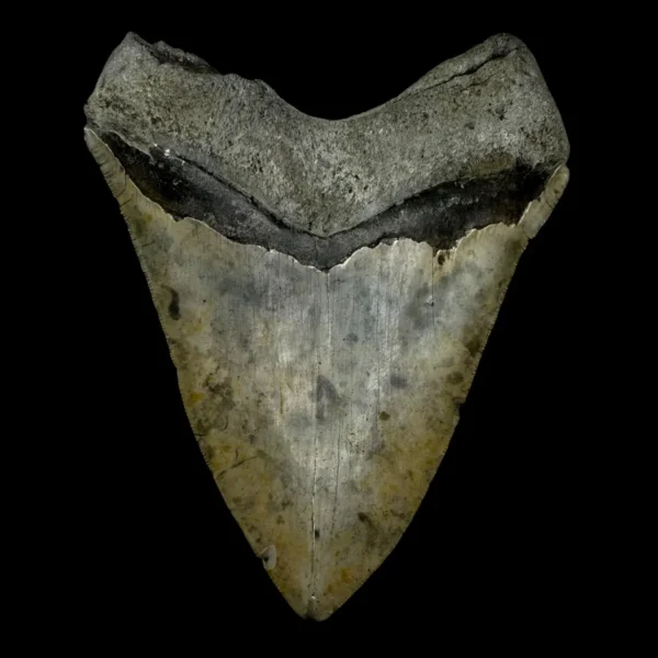 5.39" Megalodon Tooth Fossil - Image 2