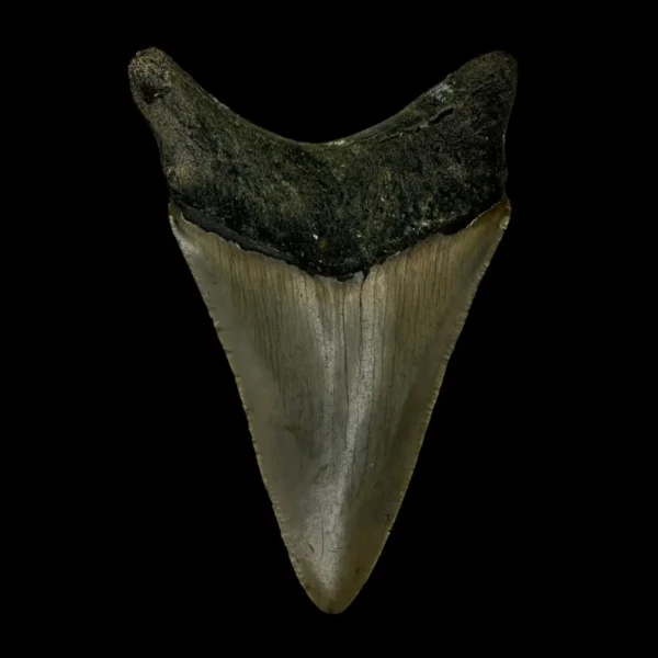 3.42" Megalodon Tooth Fossil - Image 2