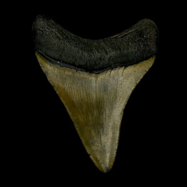 3.52" Megalodon Tooth Fossil - Image 2