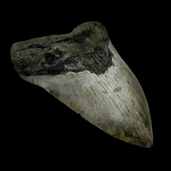 5.39" Megalodon Tooth Fossil - Image 4