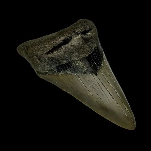 3.42" Megalodon Tooth Fossil - Image 4