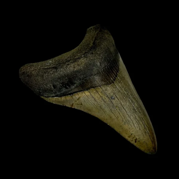 3.52" Megalodon Tooth Fossil - Image 4