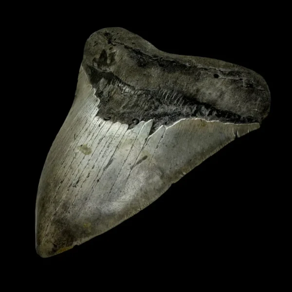 5.39" Megalodon Tooth Fossil - Image 3