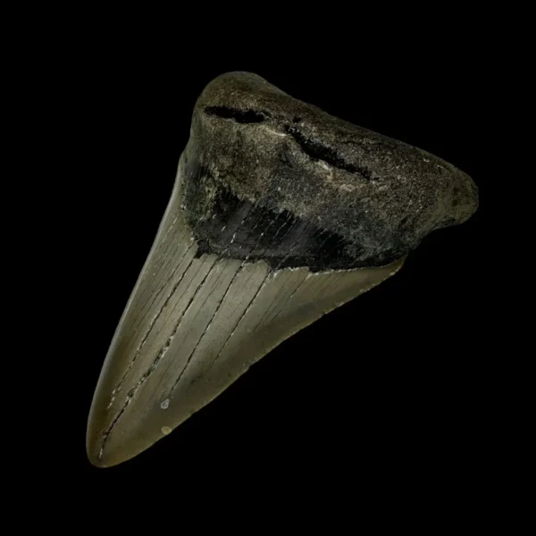 3.42" Megalodon Tooth Fossil - Image 3