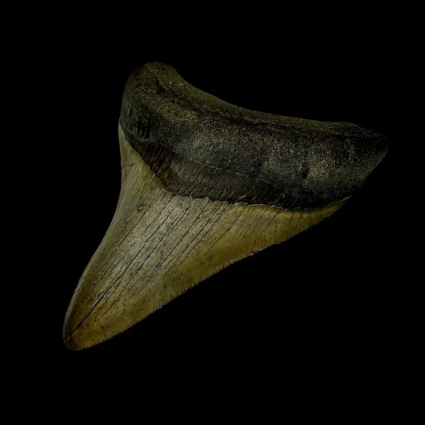 3.52" Megalodon Tooth Fossil - Image 3
