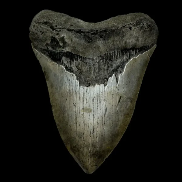 5.39" Megalodon Tooth Fossil