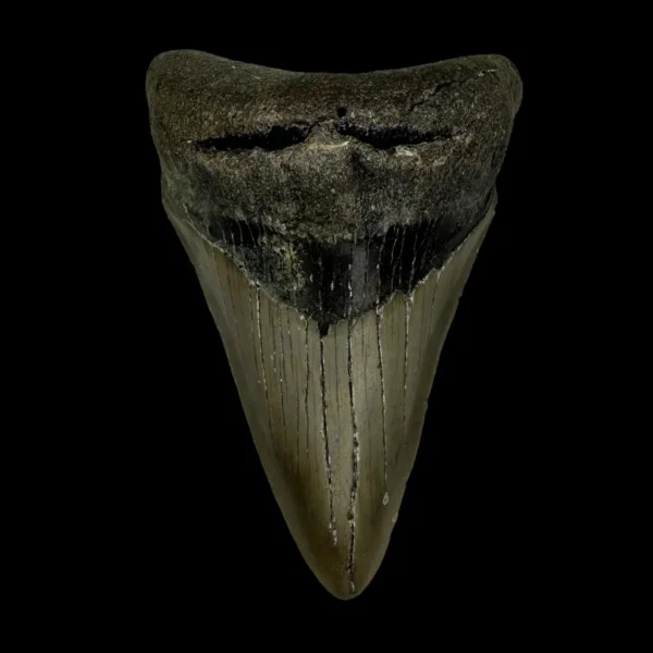 3.42" Megalodon Tooth Fossil